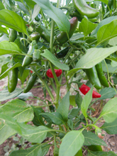 Load image into Gallery viewer, Early Jalapeño Peppers
