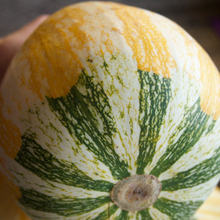 Load image into Gallery viewer, Hopi Origin Cushaw Winter Squash
