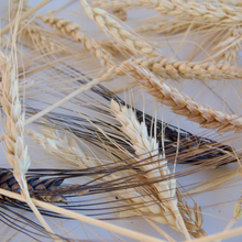 Load image into Gallery viewer, Heritage Grains Mix (Wheat, Barley &amp; Rye)
