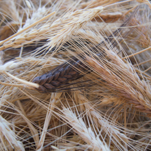 Load image into Gallery viewer, Heritage Grains Mix (Wheat, Barley &amp; Rye)
