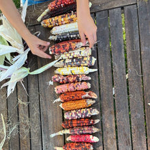 Load image into Gallery viewer, Painted Mountain Corn (Colorado-Adapted)
