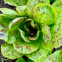 Load image into Gallery viewer, Gourmet Salad Lettuce Mix
