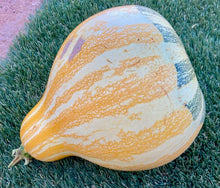 Load image into Gallery viewer, Hopi Origin Cushaw Winter Squash
