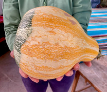 Load image into Gallery viewer, Hopi Origin Cushaw Winter Squash

