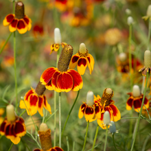 Load image into Gallery viewer, Mexican Hat (Prairie Coneflower)
