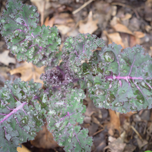 Load image into Gallery viewer, Red Russian Kale
