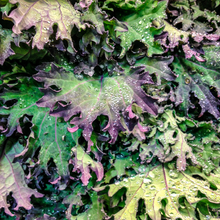 Load image into Gallery viewer, Red Russian Kale
