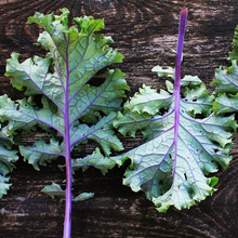 Load image into Gallery viewer, Red Russian Kale
