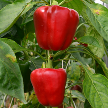 Load image into Gallery viewer, Early California Wonder Bell Pepper
