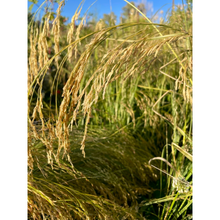 Load image into Gallery viewer, Ivory Teff
