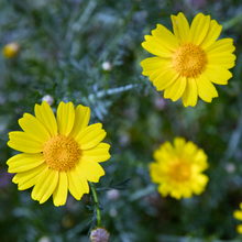 Load image into Gallery viewer, Dyer's Chamomile
