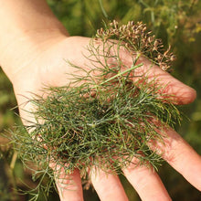 Load image into Gallery viewer, Bouquet Dill
