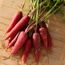 Load image into Gallery viewer, Dragon Carrot - Yellow Core Variation
