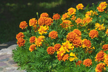 Load image into Gallery viewer, Marigold, Garden Mix (Tagetes erecta &amp; patula)
