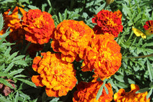 Load image into Gallery viewer, Marigold, Garden Mix (Tagetes erecta &amp; patula)
