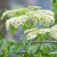 Load image into Gallery viewer, Elderberry, American Black (Sambucus canadensis)
