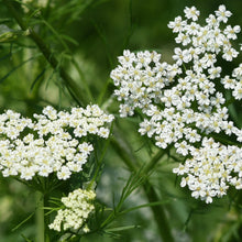 Load image into Gallery viewer, Anise Seed (Pimpinella anisum)
