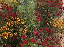 Load image into Gallery viewer, Dyer's Coreopsis

