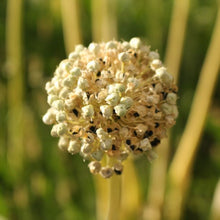 Load image into Gallery viewer, Lofty Onion Landrace
