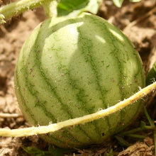 Load image into Gallery viewer, Pueblo Watermelon Mix
