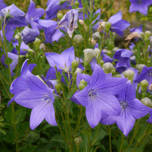 Load image into Gallery viewer, Balloon Flower (Platycodon grandiflorus)
