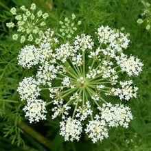 Load image into Gallery viewer, Caraway (Carum carvi)
