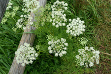 Load image into Gallery viewer, Caraway (Carum carvi)
