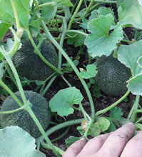 Load image into Gallery viewer, Collective Farm Woman Cantaloupe
