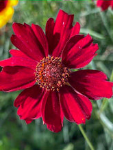 Load image into Gallery viewer, Dyer's Coreopsis
