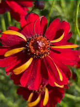 Load image into Gallery viewer, Dyer's Coreopsis
