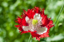 Load image into Gallery viewer, Poppy, Danish Flag (Papaver somniferum)
