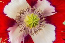 Load image into Gallery viewer, Poppy, Danish Flag (Papaver somniferum)
