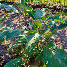 Load image into Gallery viewer, Early Violet Italian Eggplant
