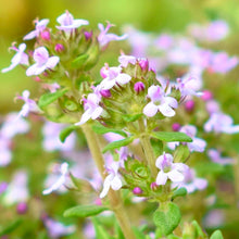 Load image into Gallery viewer, Thyme, English (Thymus vulgaris)

