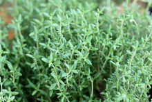 Load image into Gallery viewer, Thyme, English (Thymus vulgaris)
