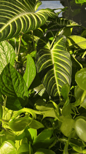 Load image into Gallery viewer, Kelp Mist
