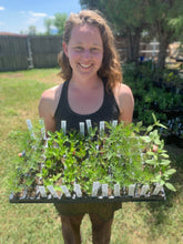 Load image into Gallery viewer, Homestead Seed CSA Share
