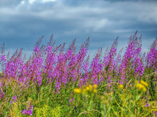 Load image into Gallery viewer, Fireweed (Epilobium angustifolium)

