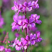 Load image into Gallery viewer, Fireweed (Epilobium angustifolium)
