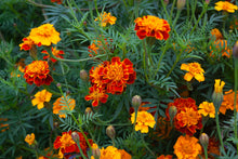Load image into Gallery viewer, Marigold, Garden Mix (Tagetes erecta &amp; patula)
