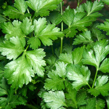 Load image into Gallery viewer, Parsley, Giant of Italy (Petroselinum crispum var. latifolium)

