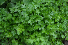 Load image into Gallery viewer, Parsley, Giant of Italy (Petroselinum crispum var. latifolium)

