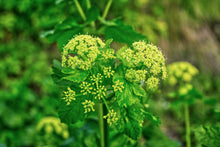 Load image into Gallery viewer, Alexanders, Golden (Zizia aurea)

