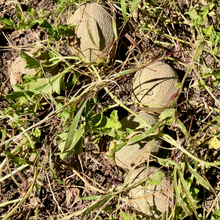 Load image into Gallery viewer, Hopi Titus X Green Nutmeg Cantaloupe
