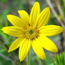 Load image into Gallery viewer, Arnica, Heartleaf (Arnica cordifolia)
