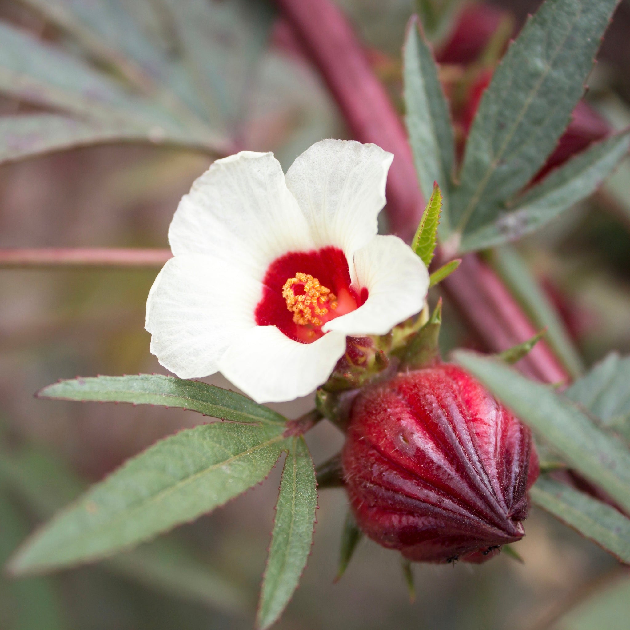 hibiscus sabdariffa plant Hibiscus aka Roselle (Hibiscus sabdariffa) – Mother Earth Living
