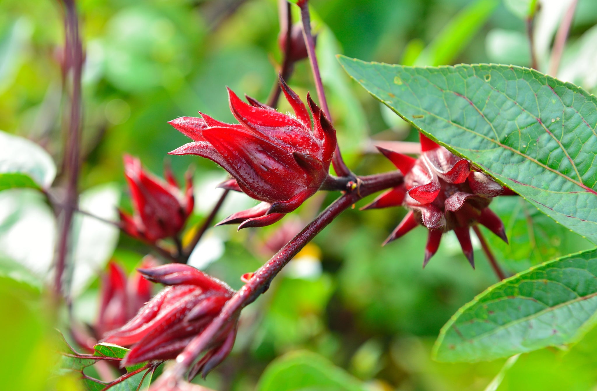 Hibiscus aka Roselle (Hibiscus sabdariffa) – Mother Earth Living