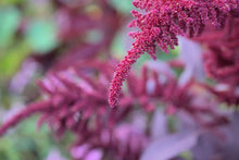 Load image into Gallery viewer, Amaranth, Hopi Red Dye (Amaranthus cruentus)
