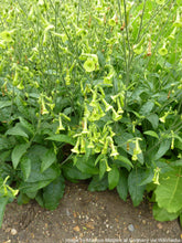 Load image into Gallery viewer, Tobacco, Huichol aka Langsdorff's (Nicotiana langsdorffii)
