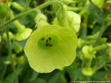 Load image into Gallery viewer, Tobacco, Huichol aka Langsdorff's (Nicotiana langsdorffii)
